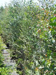 Eucalyptus + variétés pépinière Castellano à Hyères